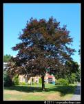 Bomen in landschap