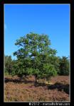Bomen in landschap