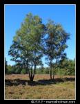 Bomen in landschap