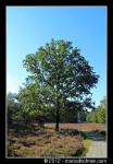 Bomen in landschap