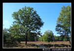 Bomen in landschap