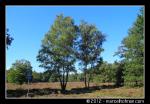 Bomen in landschap