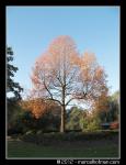 Bomen in landschap