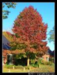 Bomen in landschap