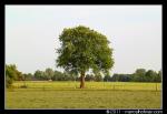 Bomen in landschap