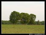 Bomen in landschap