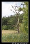 Bomen in landschap