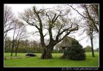 Bomen in landschap