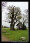 Bomen in landschap