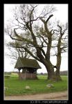 Bomen in landschap