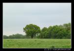 Bomen in landschap