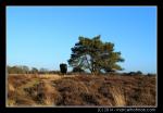 Bomen in landschap