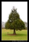 Bomen