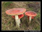 Paddenstoelen