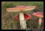 Paddenstoelen