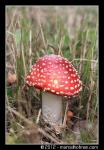 Paddenstoelen