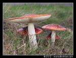 Paddenstoelen