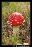 Paddenstoelen