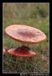 Paddenstoelen