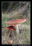 Paddenstoelen