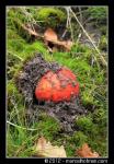 Paddenstoelen