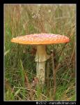 Paddenstoelen