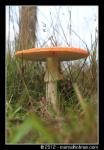 Paddenstoelen