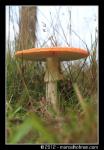 Paddenstoelen