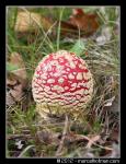 Paddenstoelen