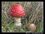 Paddenstoelen