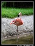Watervogels