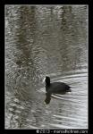 Watervogels