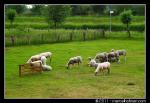 Schapen