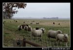 Schapen