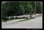 Schapen