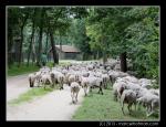 Schapen